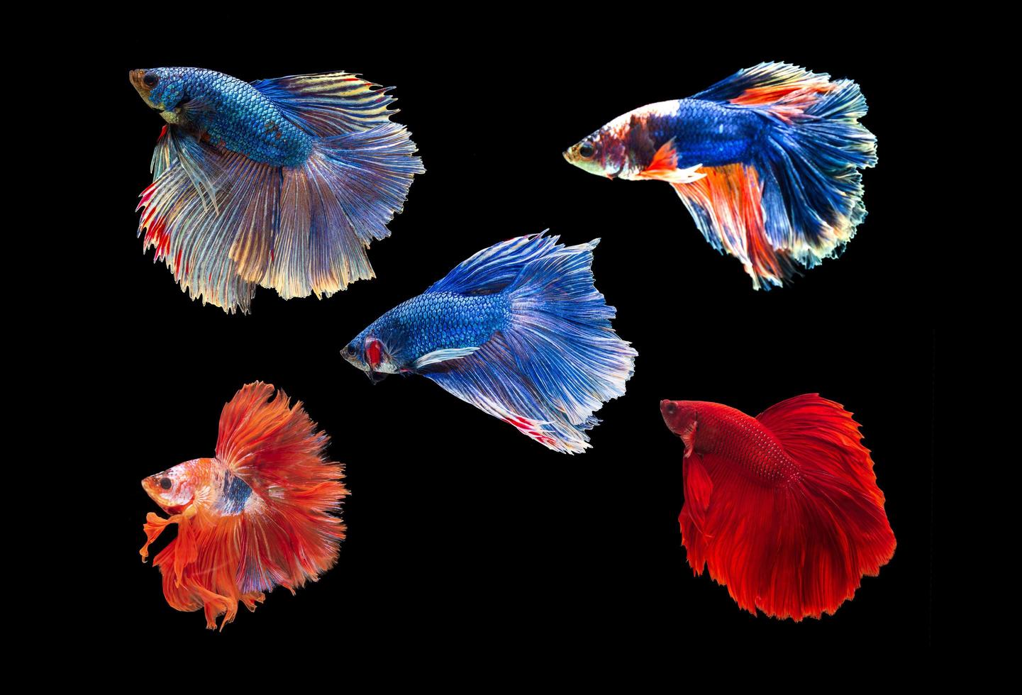 siam betta vis met prachtige kleuren op een zwarte achtergrond foto