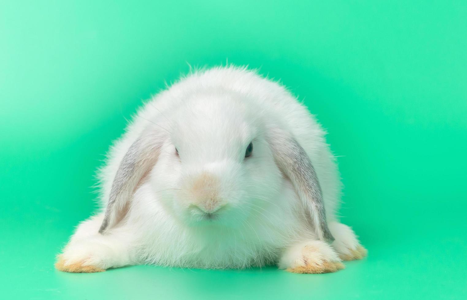 schattig konijn met een groene achtergrond foto