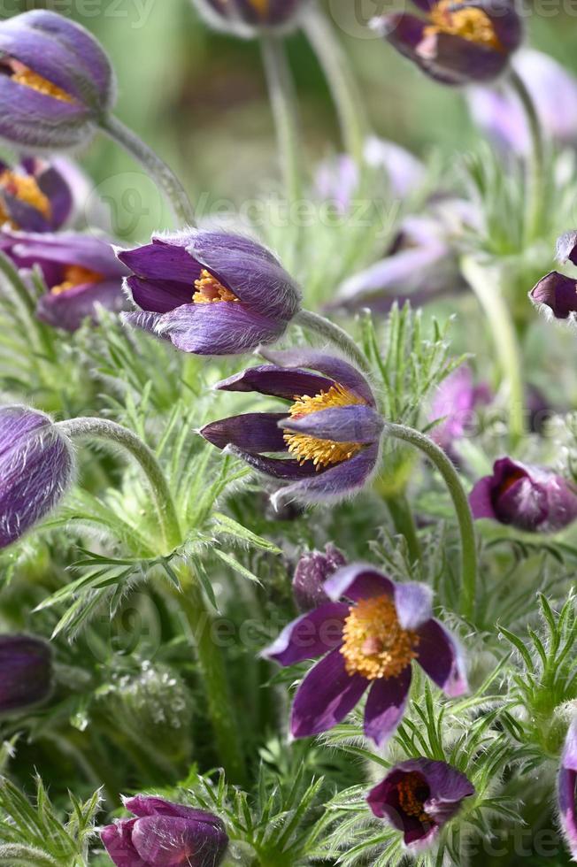 de eerste bergbloemen van de lente eindigen in bloei foto