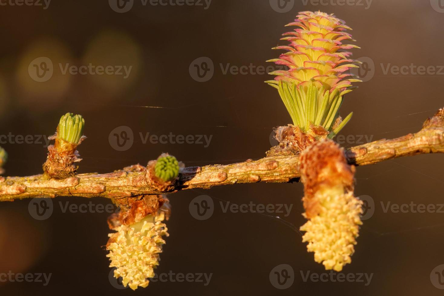 jonge ovulatie en stuifmeelkegels van lariksboom in het voorjaar foto