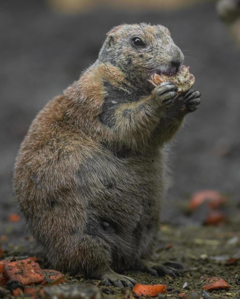 Prairiehond eten foto