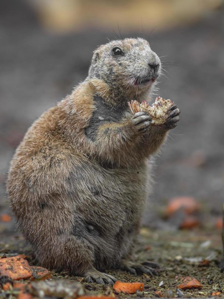 Prairiehond eten foto