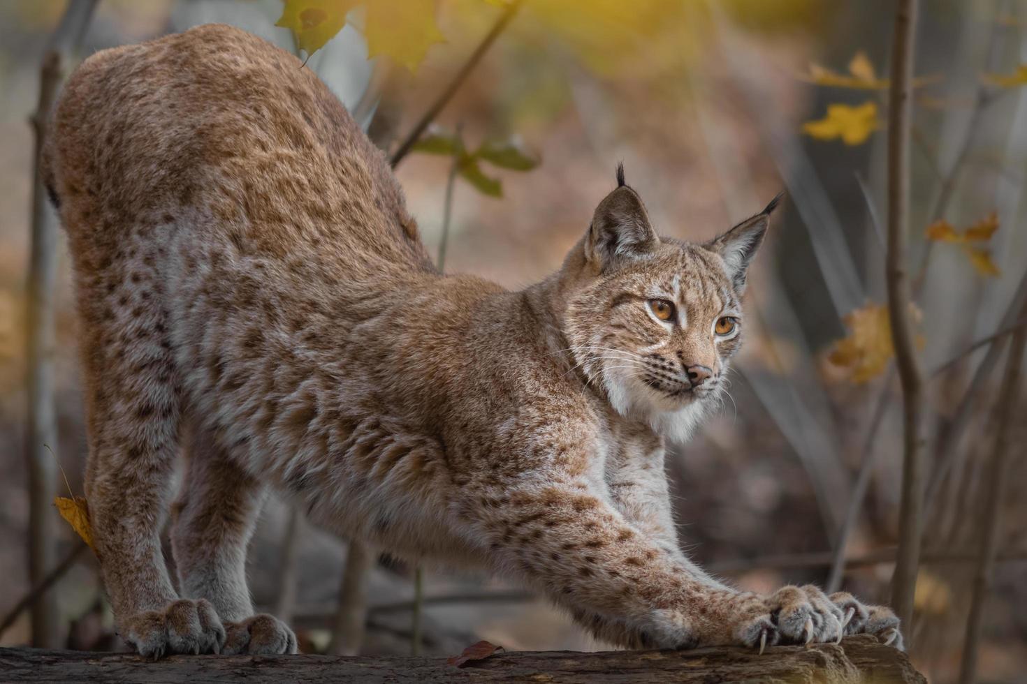 Euraziatische lynx in de herfst foto