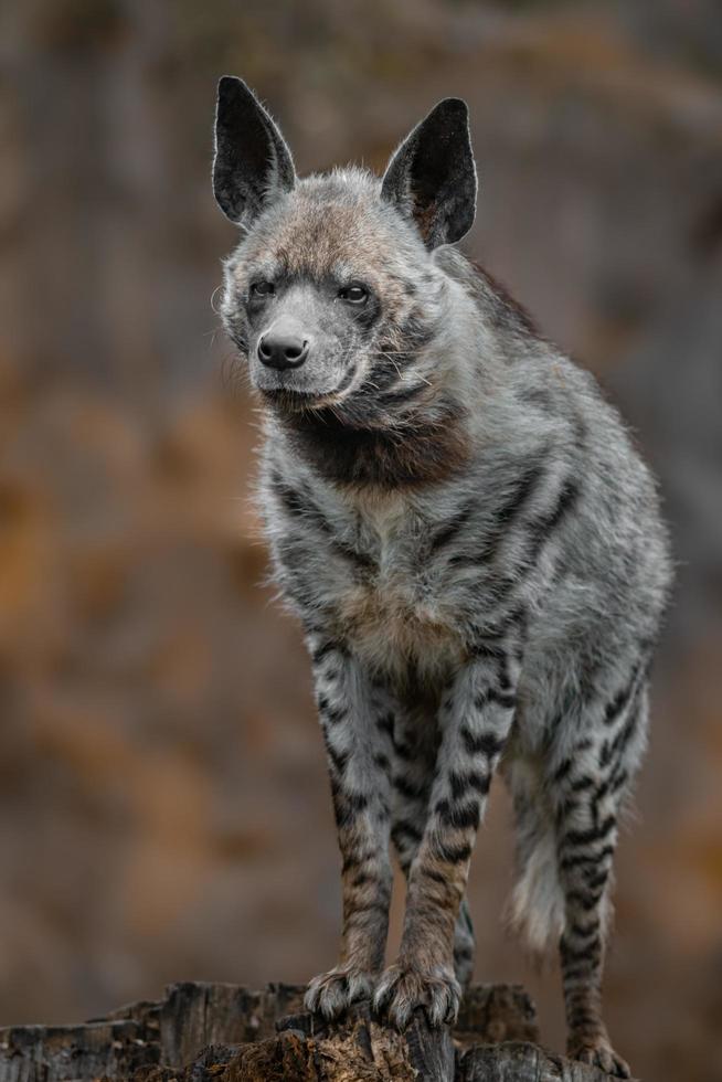 portret van gestreepte hyena foto