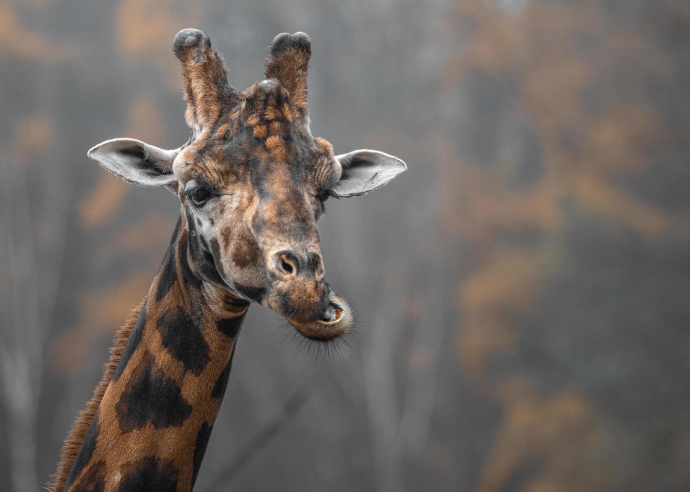 noordelijke giraffe close-up foto