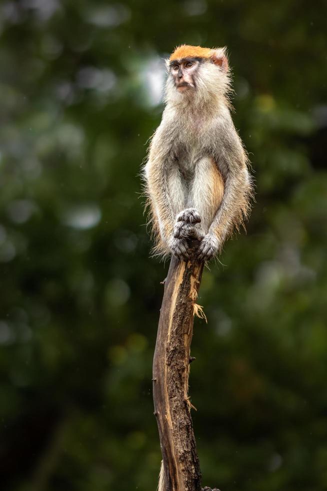 rode guenon op tak foto