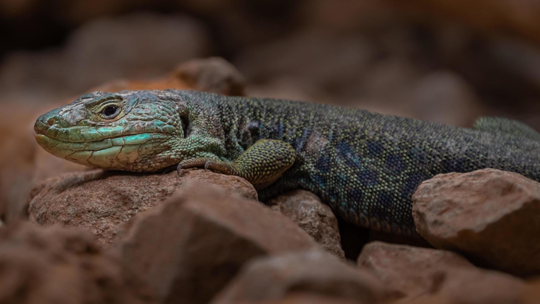 portret van ocellated hagedis foto