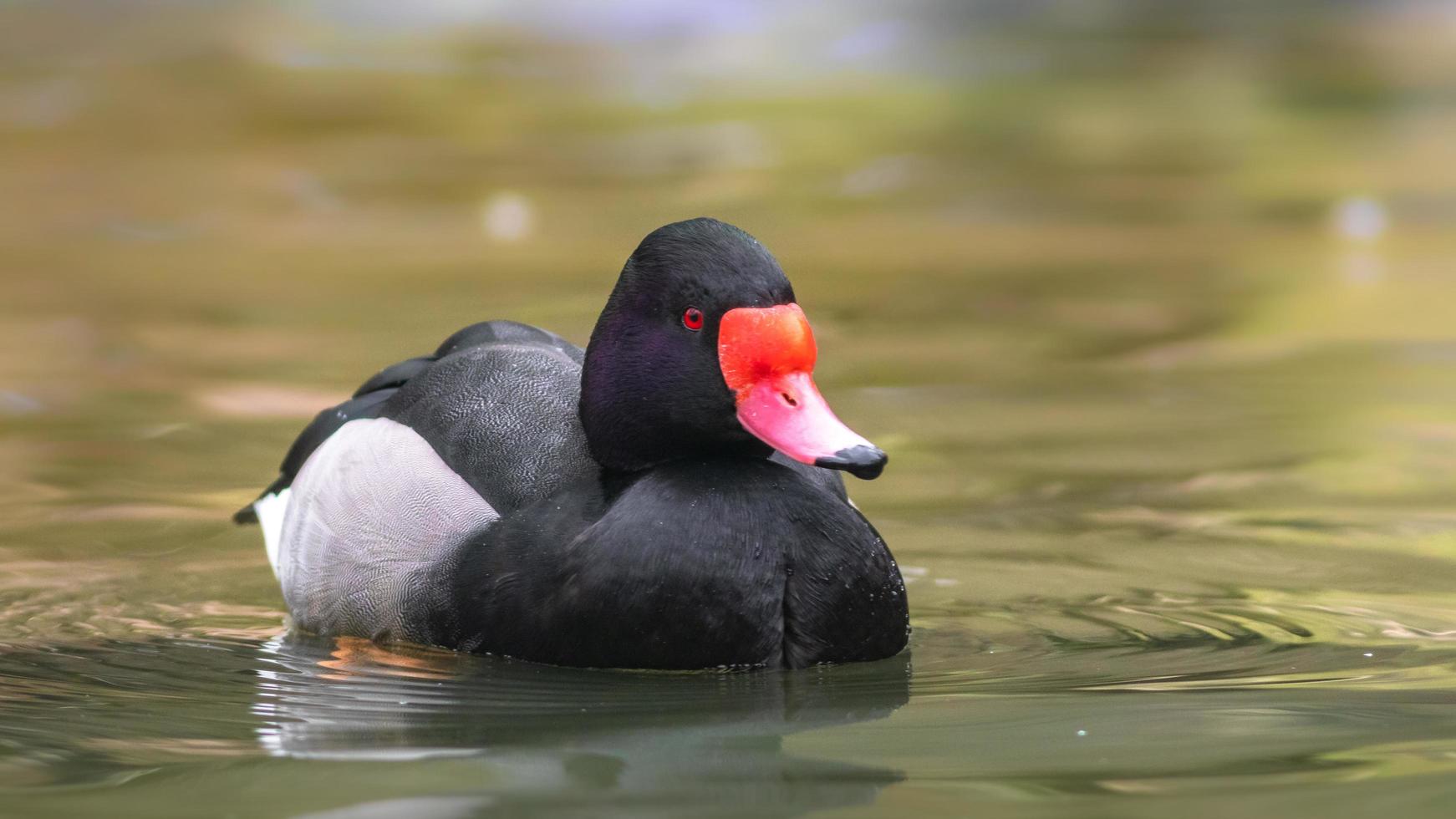 roze gefactureerde tafeleend foto