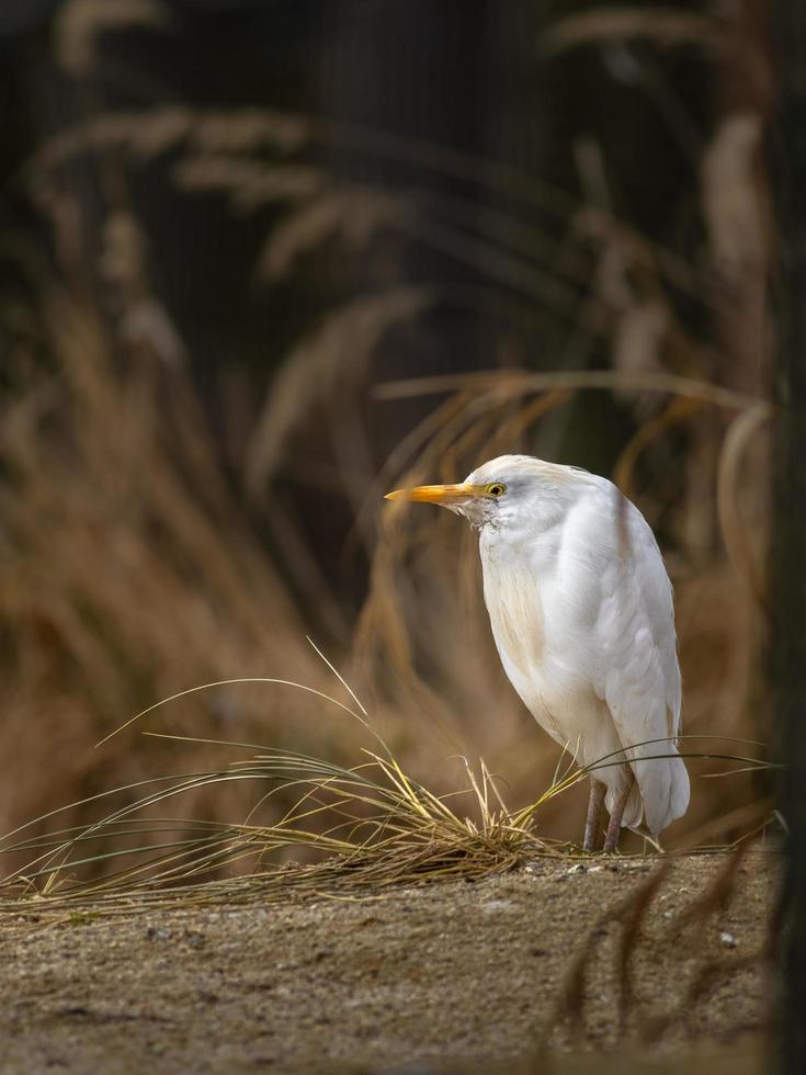 portret van koereiger foto