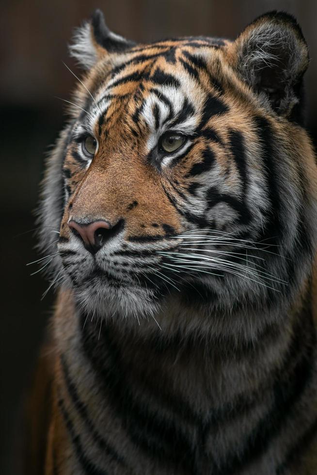 portret van Sumatraanse tijger foto