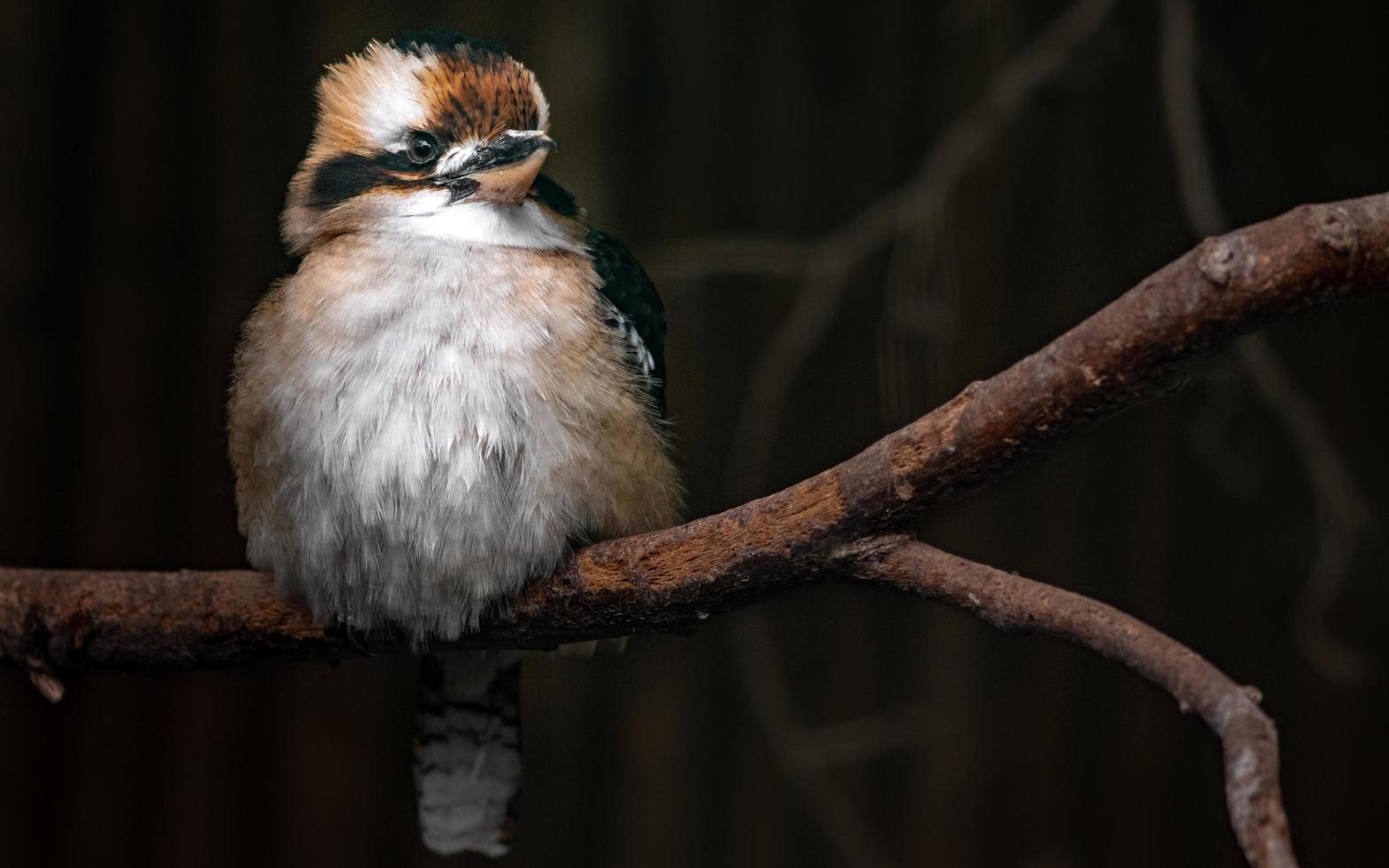 portret van lachende kookaburra foto