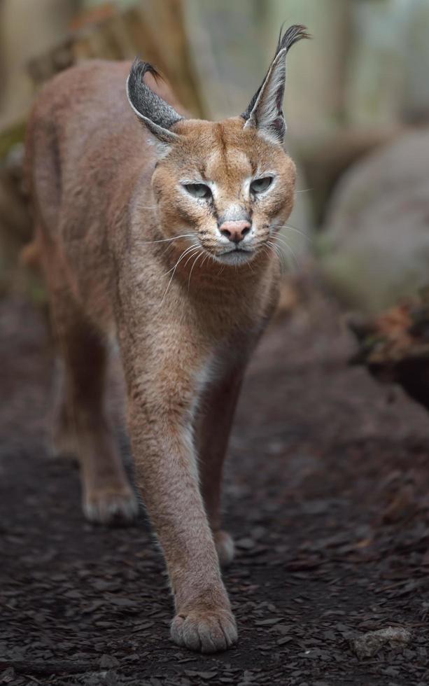 portret van caracal foto