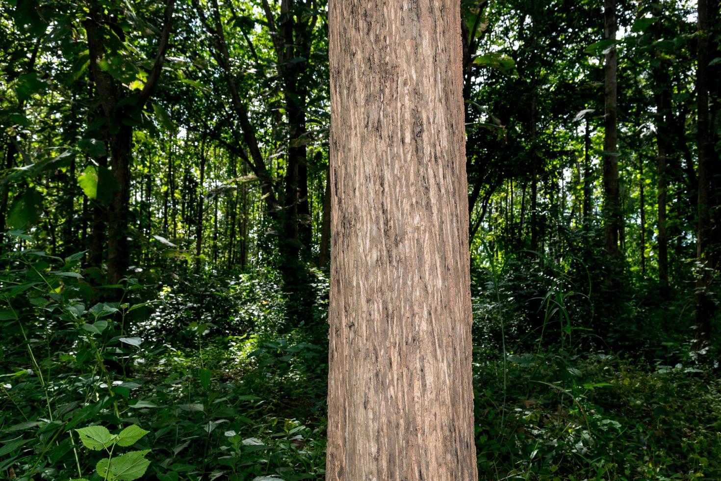 close-up houten structuur van een boom in het bos foto