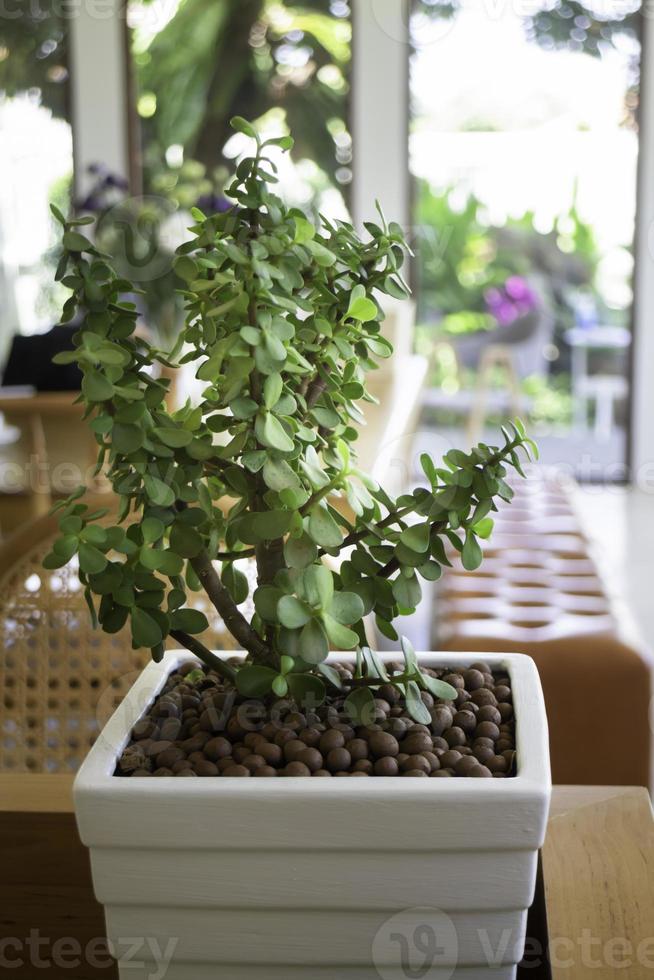 groene hoek met planten in het interieur foto