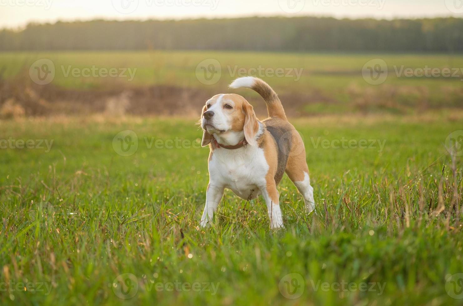 beagle hond tijdens een wandeling op een mei-avond foto