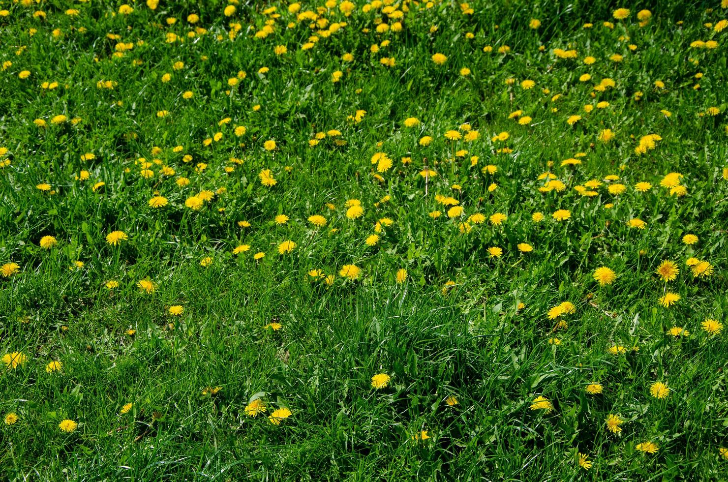 gele paardebloemen groeien overdag op groen gras foto