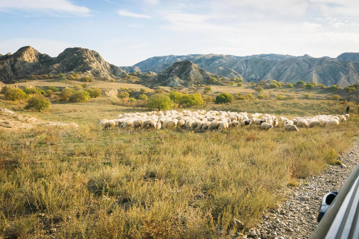 schapen in beschermd gebied vashlovani foto