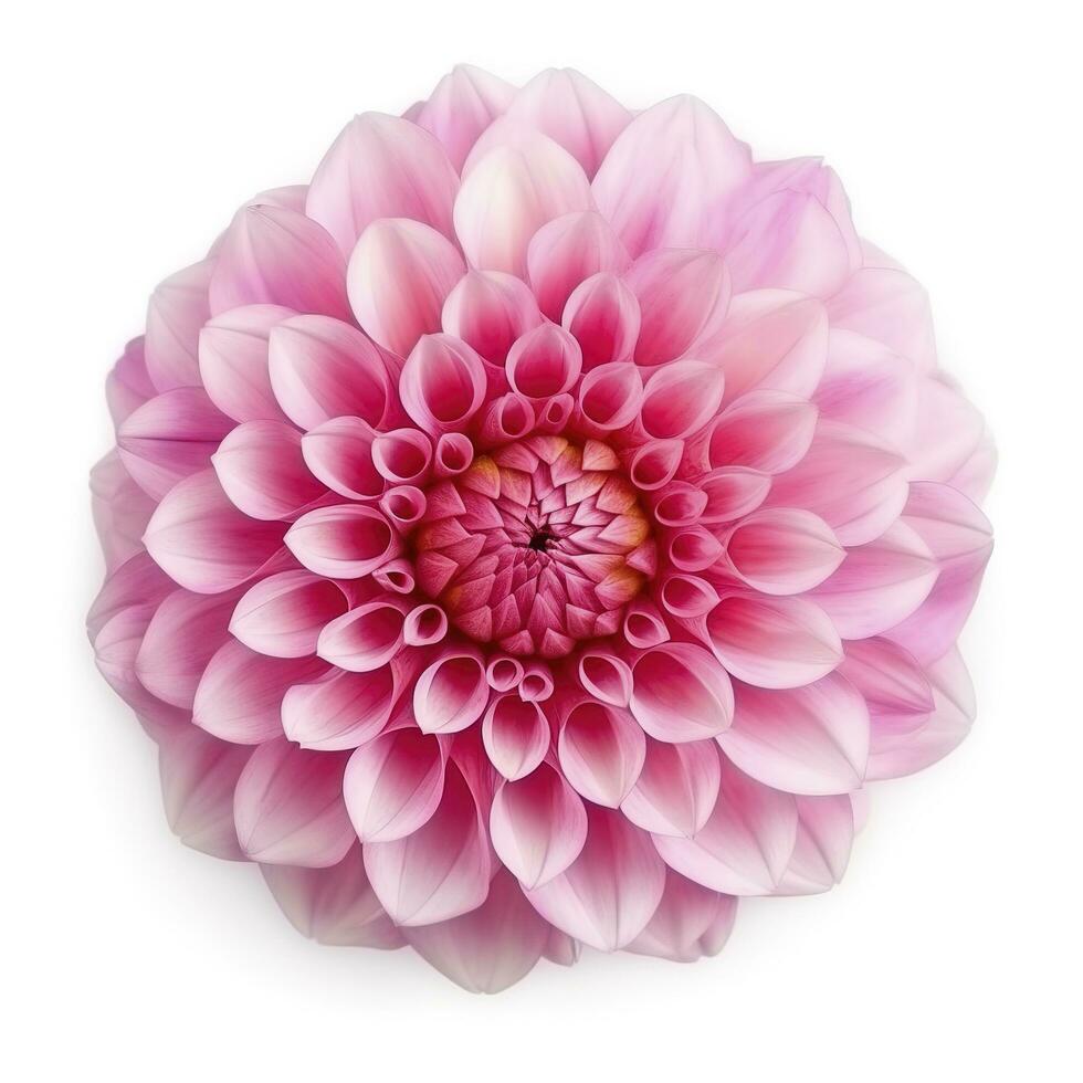 roze bloem dahlia Aan een wit achtergrond geïsoleerd met knipsel pad. detailopname. voor ontwerp. dahlia, genereren ai foto