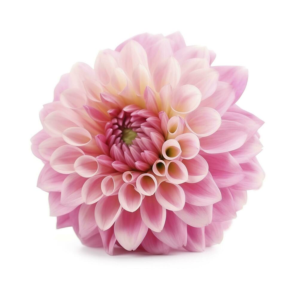 roze bloem dahlia Aan een wit achtergrond geïsoleerd met knipsel pad. detailopname. voor ontwerp. dahlia, genereren ai foto