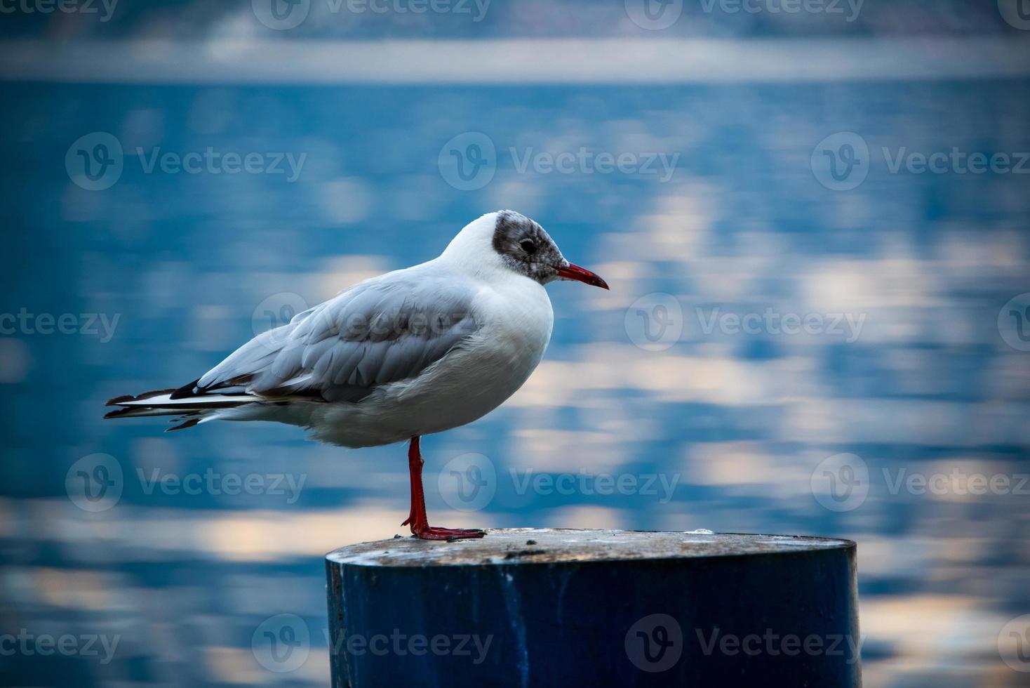 chroicocephalus ridibundus zeemeeuw foto