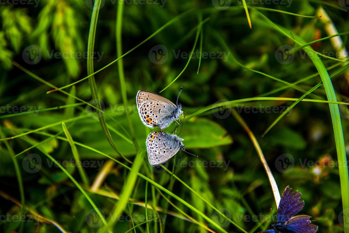 vlinders op het gras foto