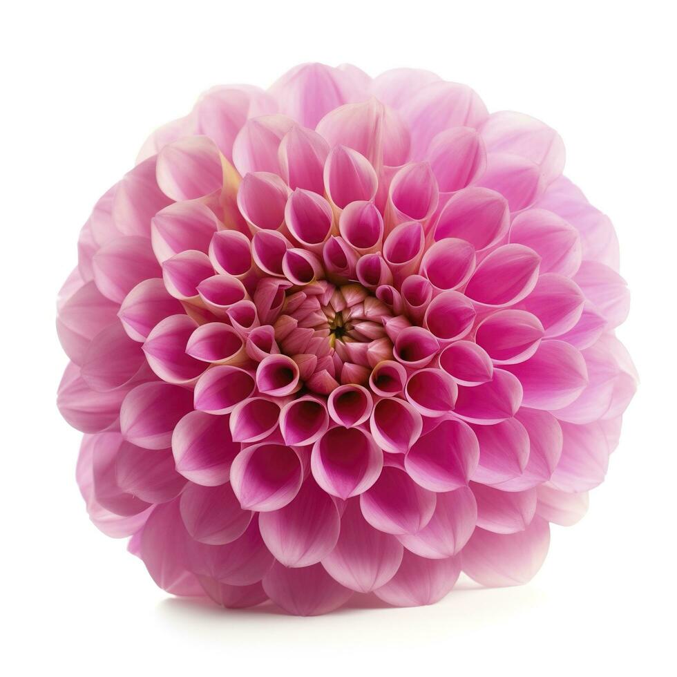 roze bloem dahlia Aan een wit achtergrond geïsoleerd met knipsel pad. detailopname. voor ontwerp. dahlia, genereren ai foto