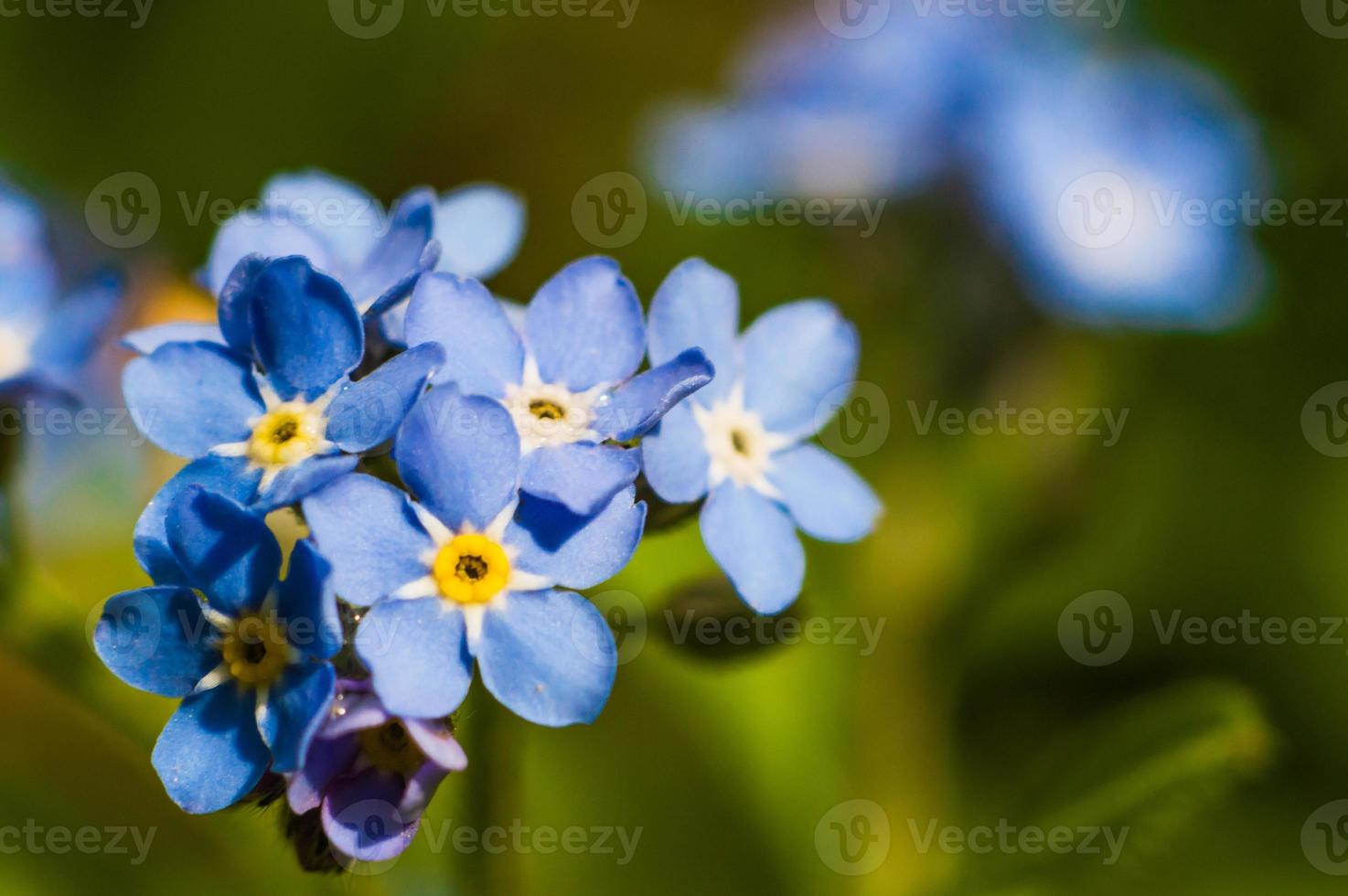 vergeet me niet bloem met blauwe bloemblaadjes en geel centrum foto