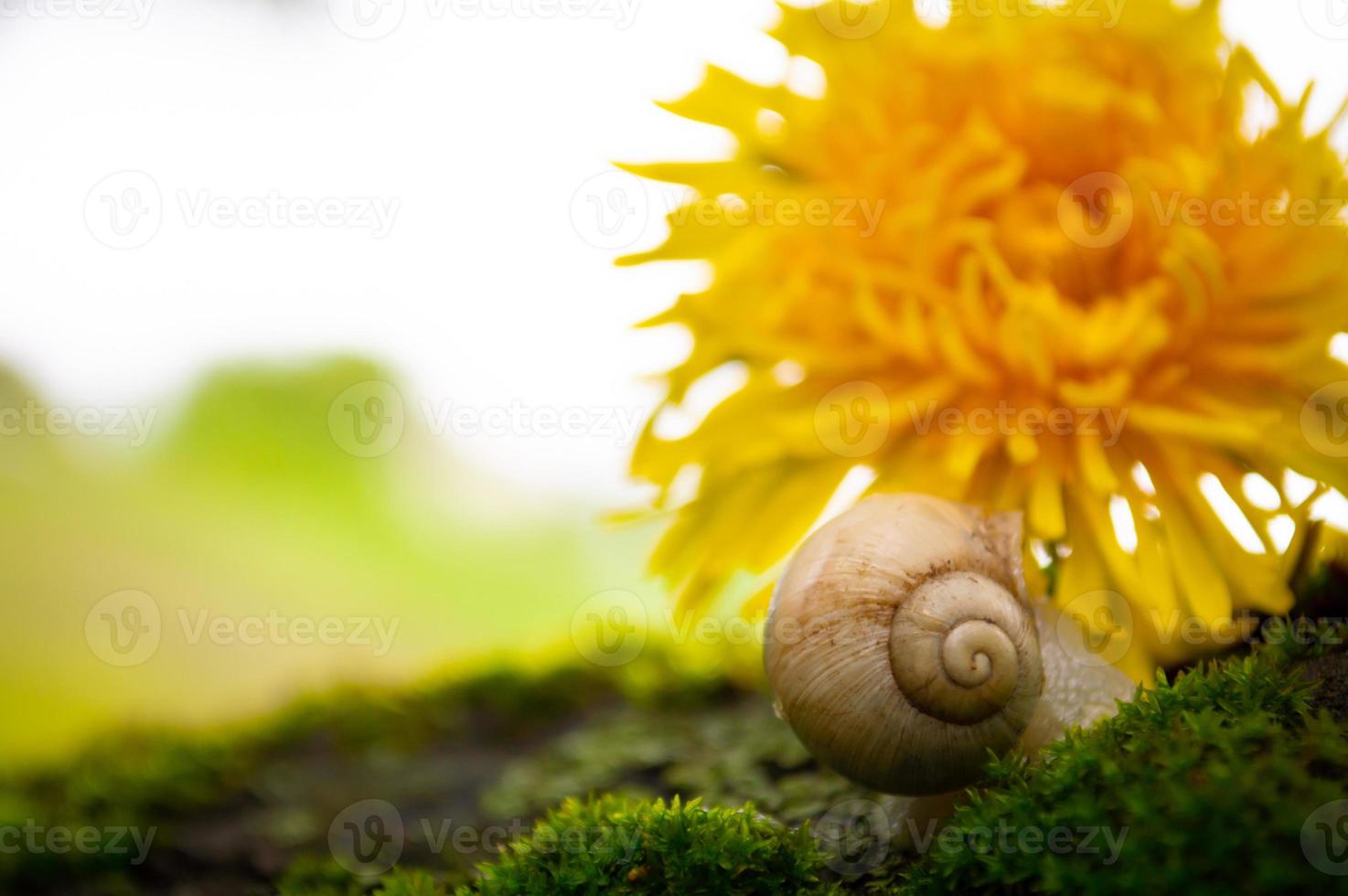 Bourgondische slak op het groene mos in een natuurlijke omgeving foto