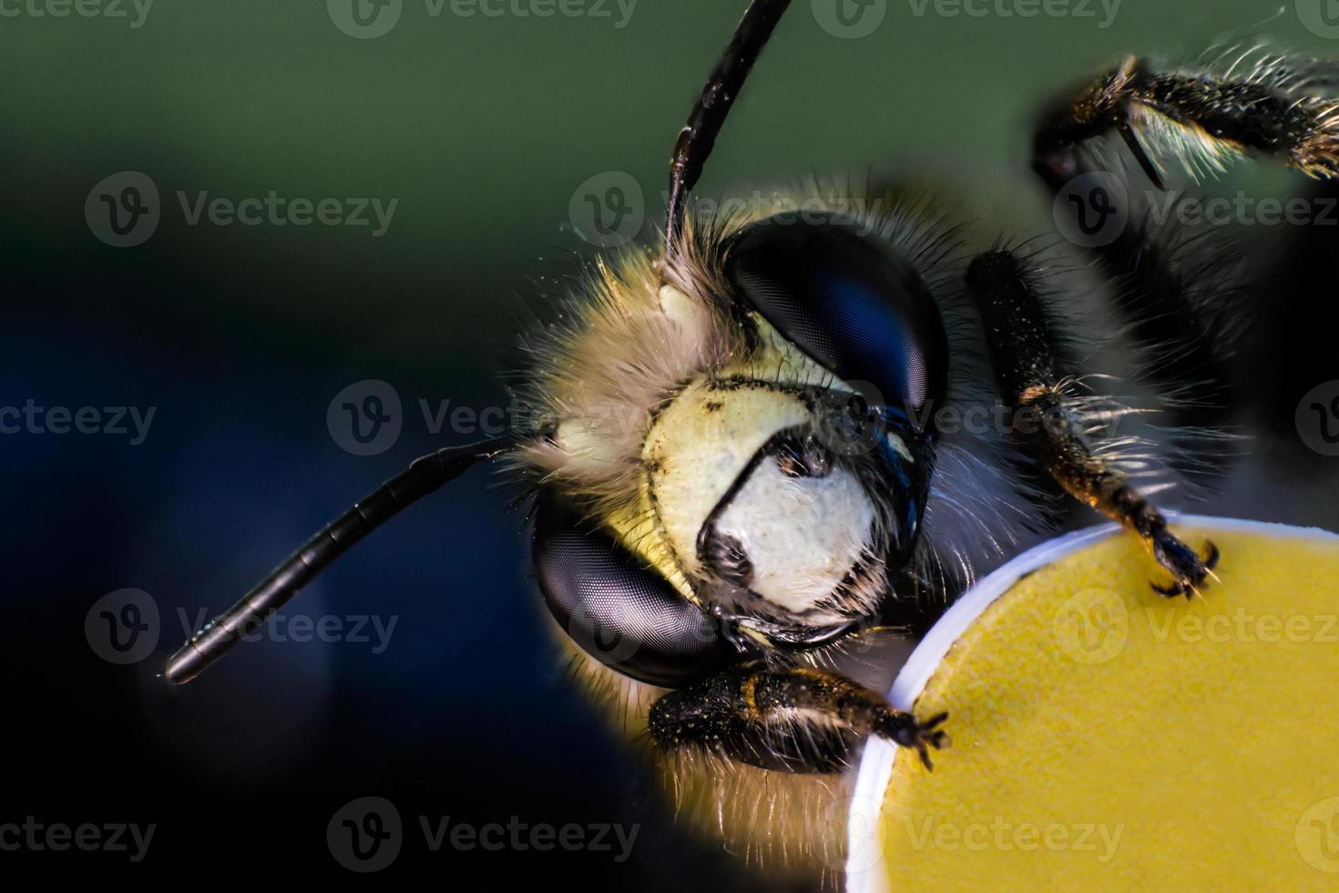 hoofd en gezicht van bijen in macro foto