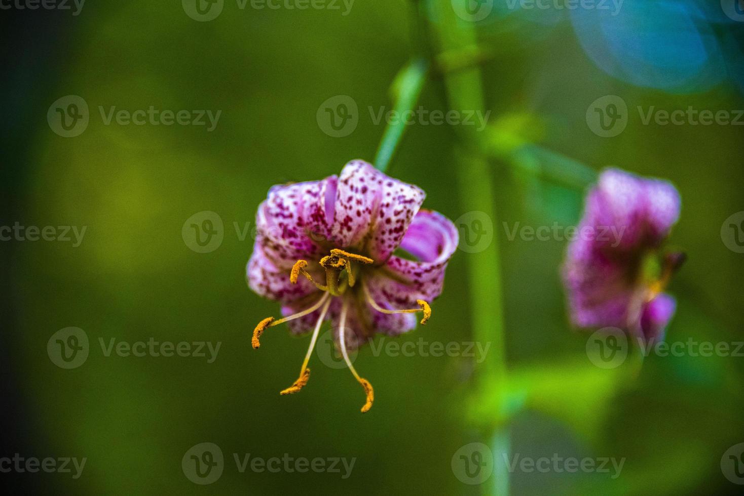 close-up van een martagon-lelie met groene achtergrond foto