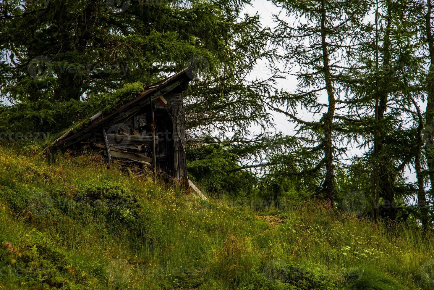 verlaten hut tussen de dennen foto