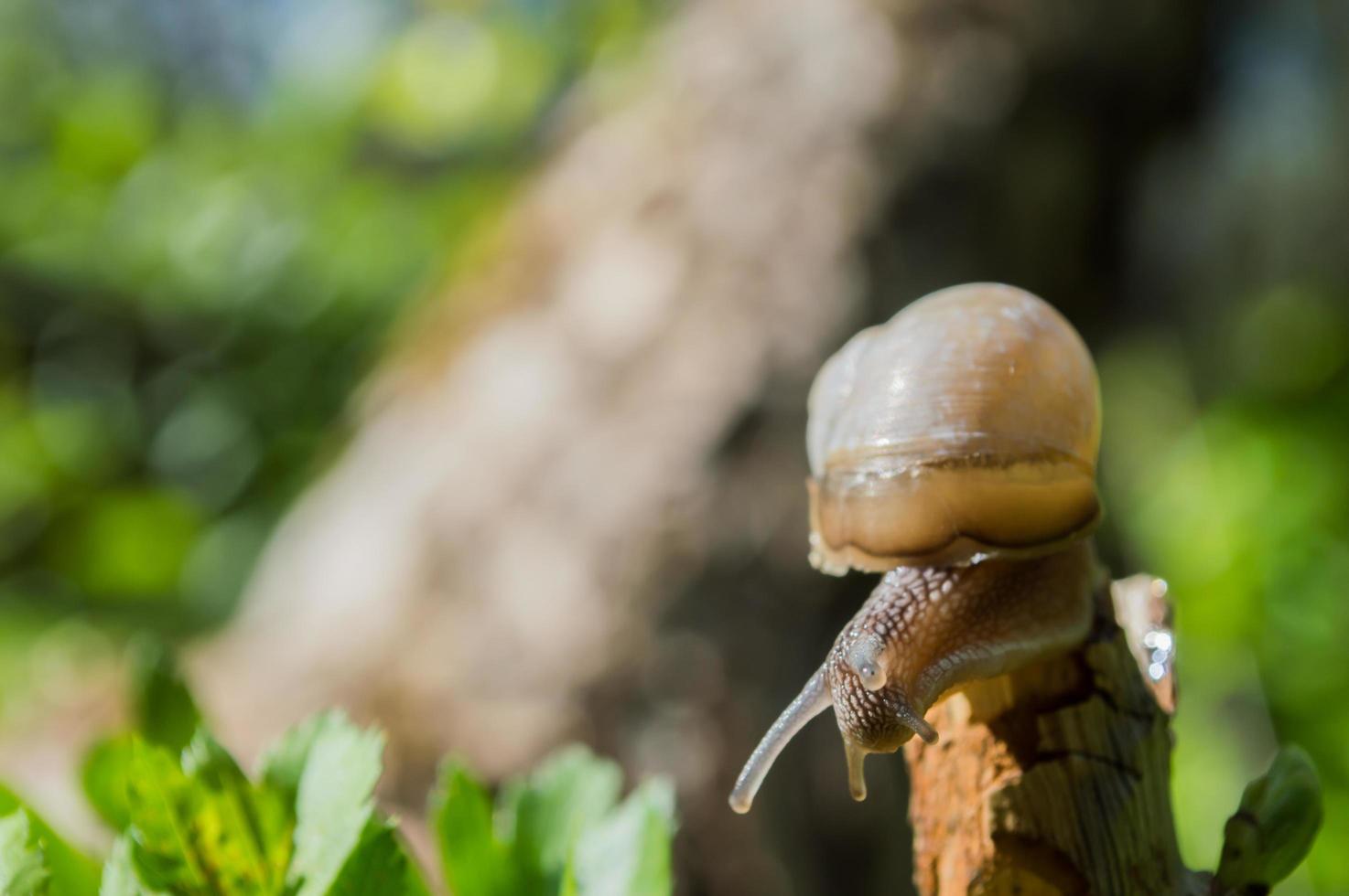 wilde kleine slakclose-up in het groene bos met onscherpe achtergrond foto