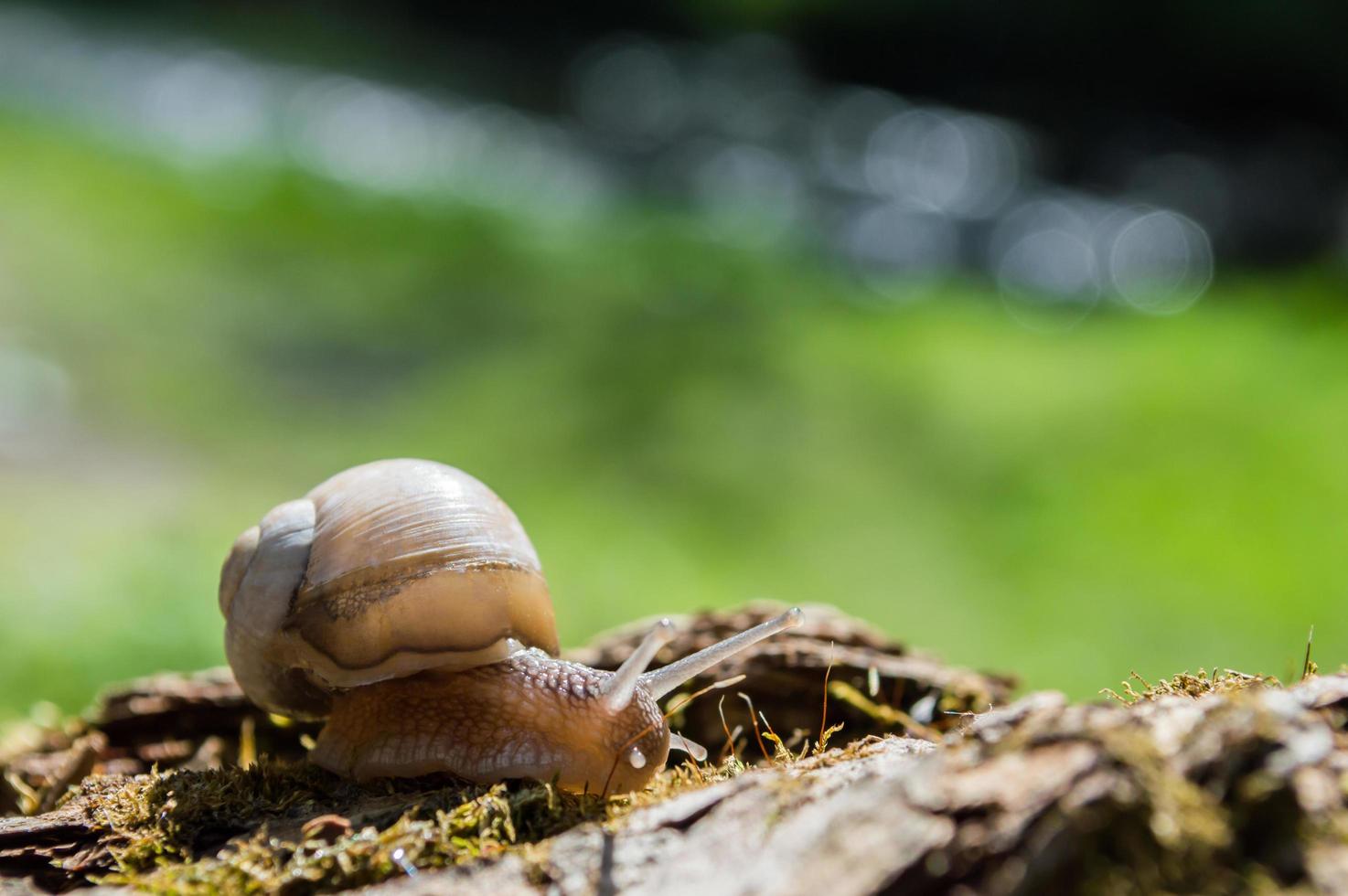 wilde kleine slakclose-up in het groene bos met onscherpe achtergrond foto