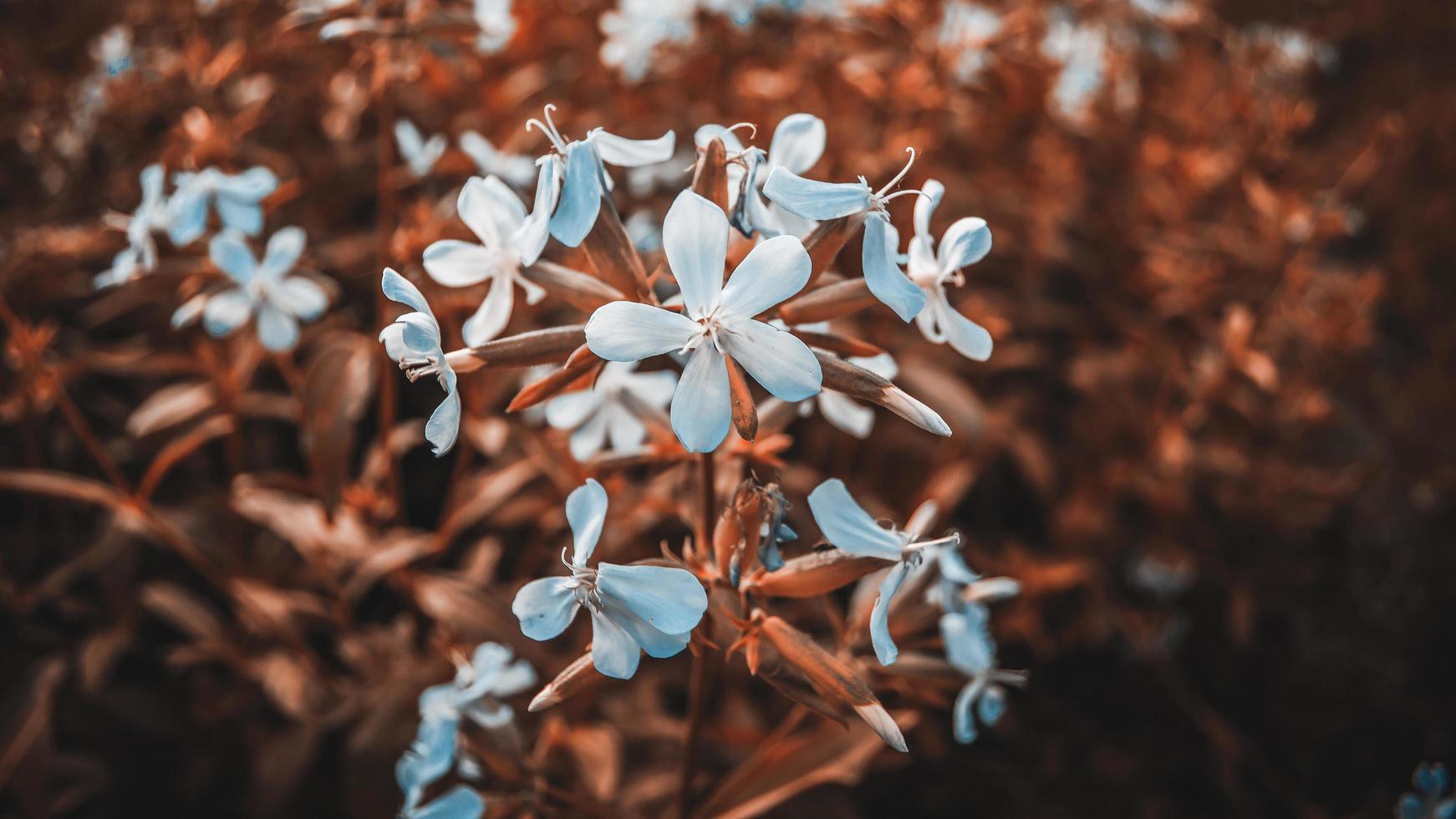 witte bloem onkruid groeiende balk met andere bloemen foto