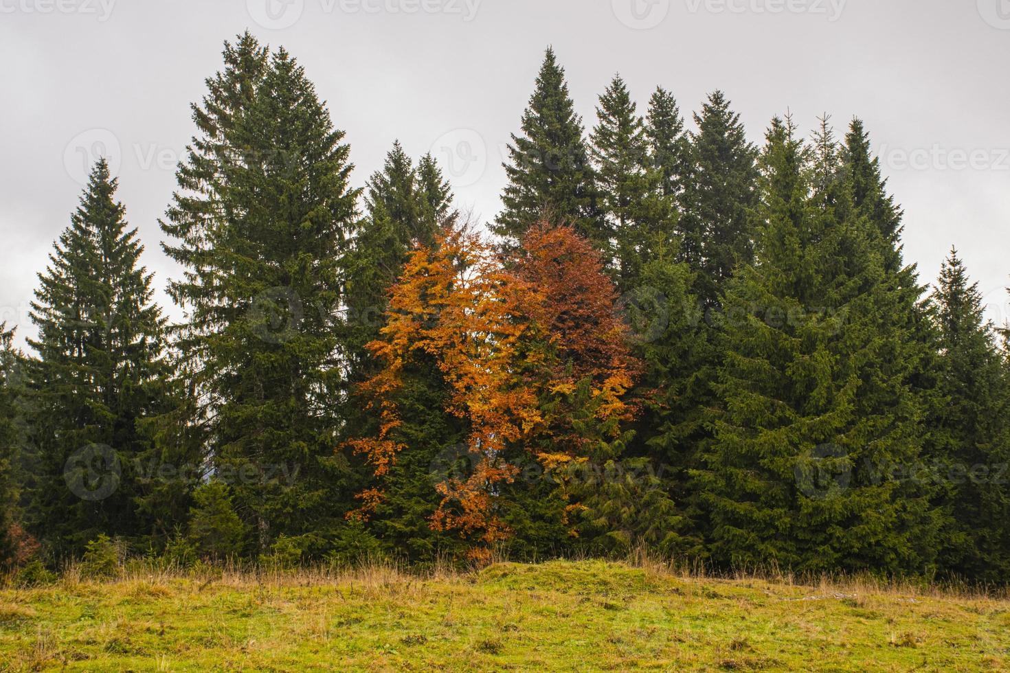 bewolkte herfstdag op het Asiago-plateau in de buurt van Vicenza, Italië foto