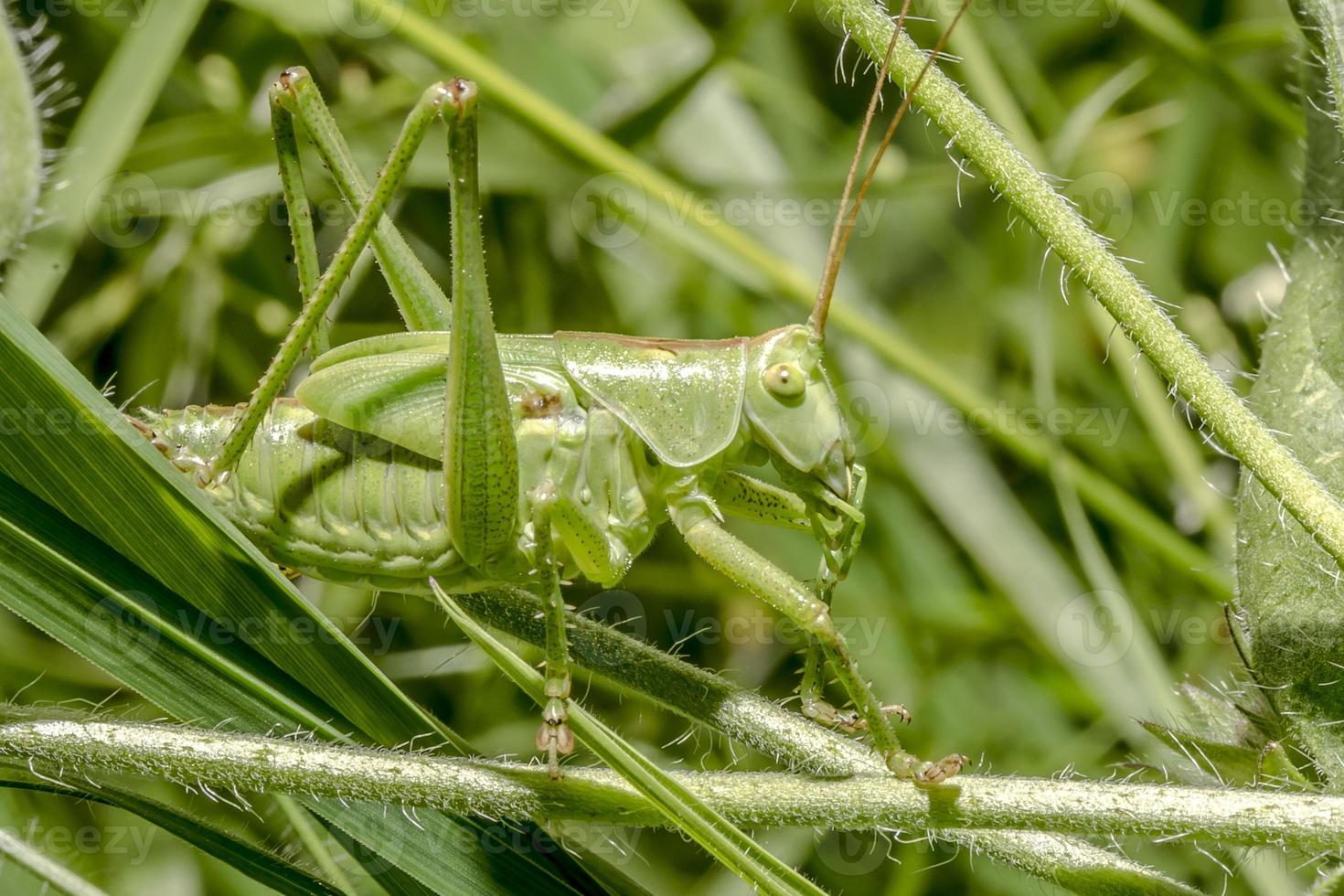 groot groen hooipaard op de weide in het gras foto