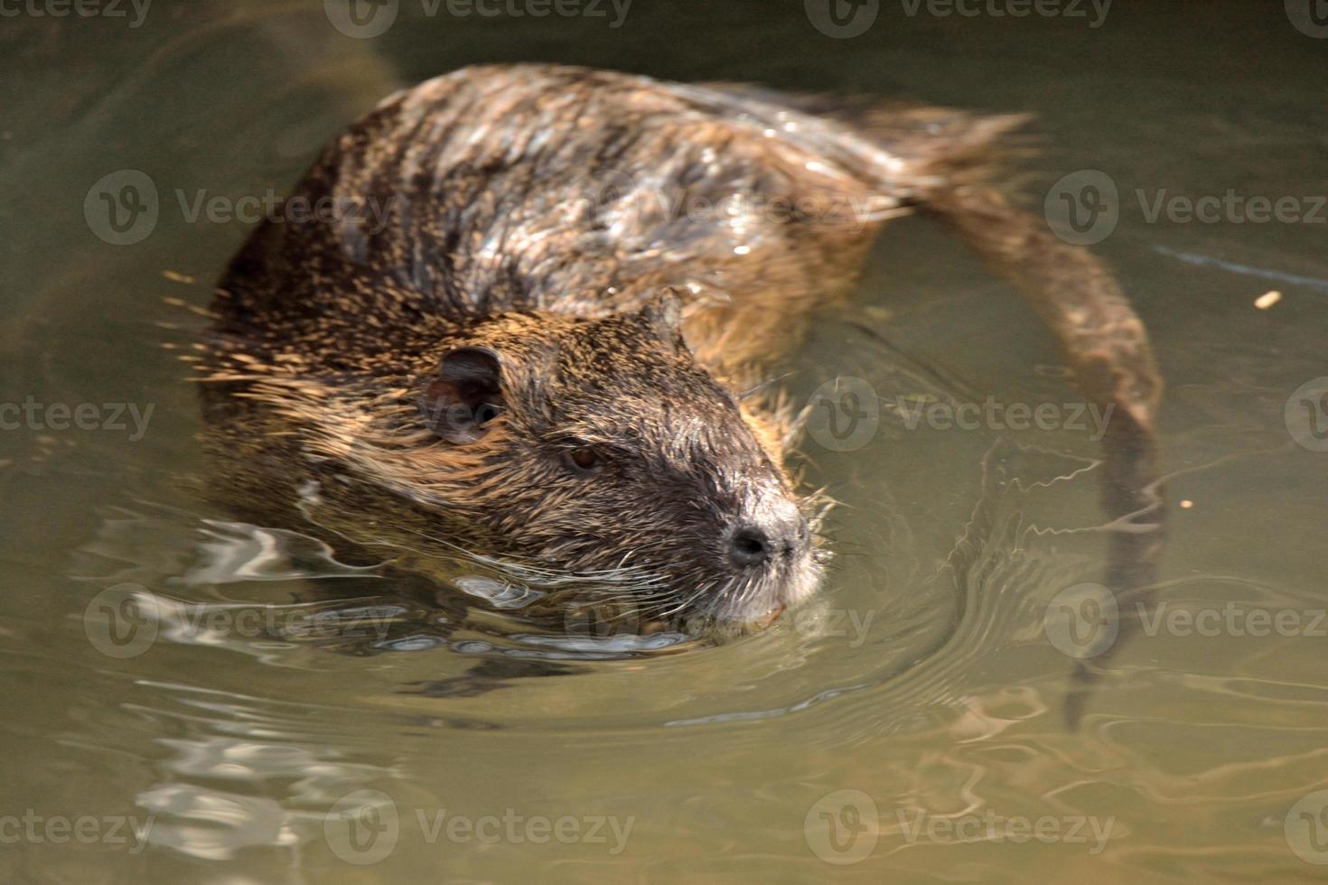 drijvende nutria aan de oever van een beek foto