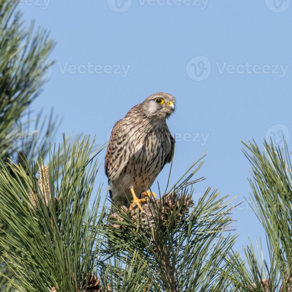 Torenvalk vrouwtje zit pluizig op een dennenpunt foto