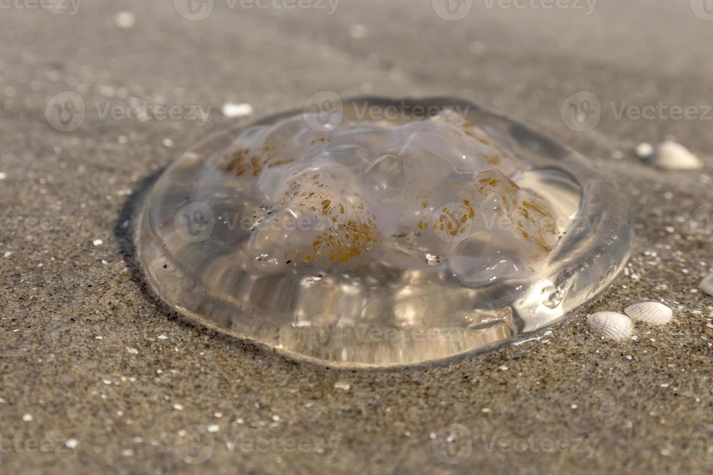 kwallen bevindt zich op het duitse strand van de Oostzee met golven foto