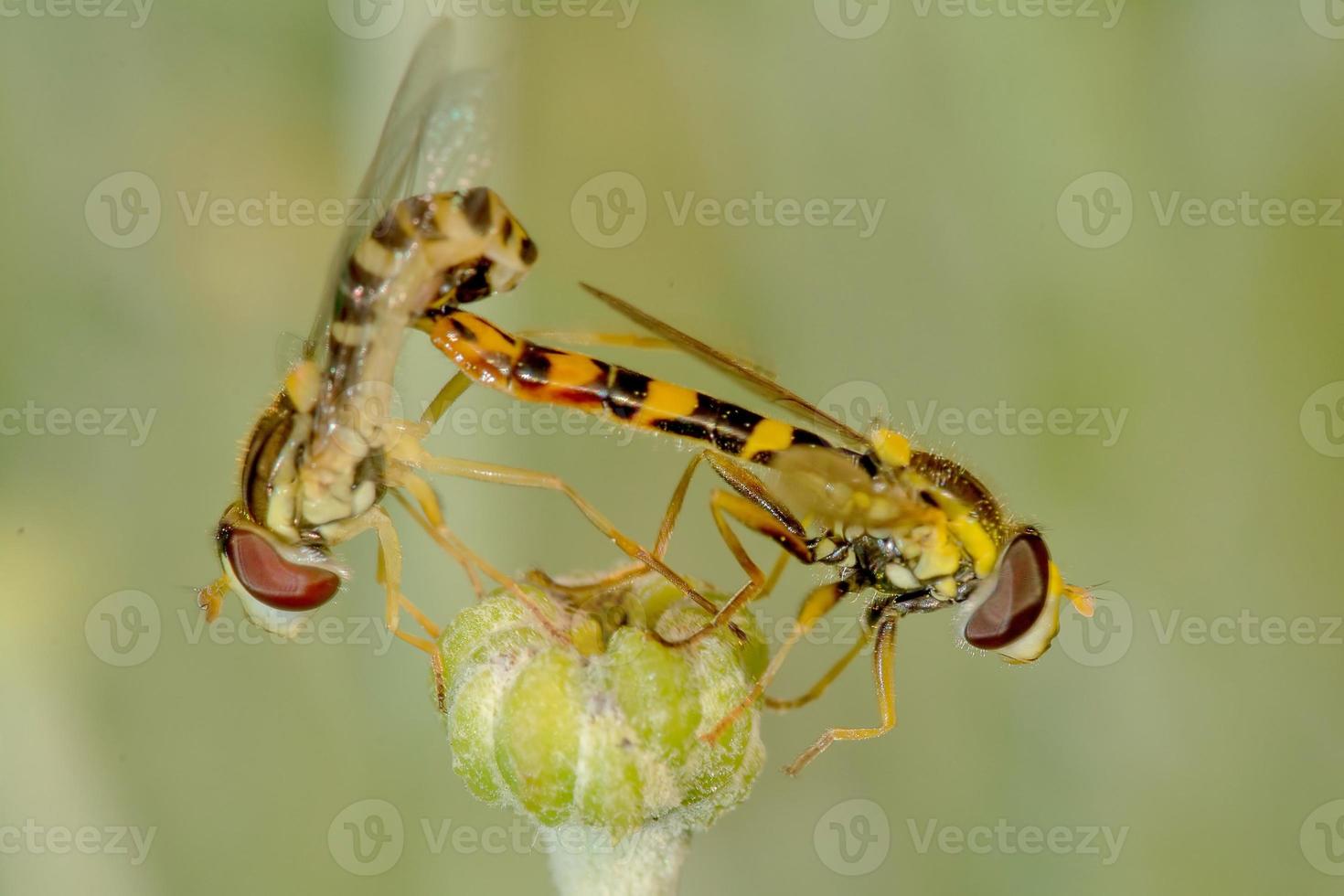 twee zweefvliegen in paring op een bloemsteel foto