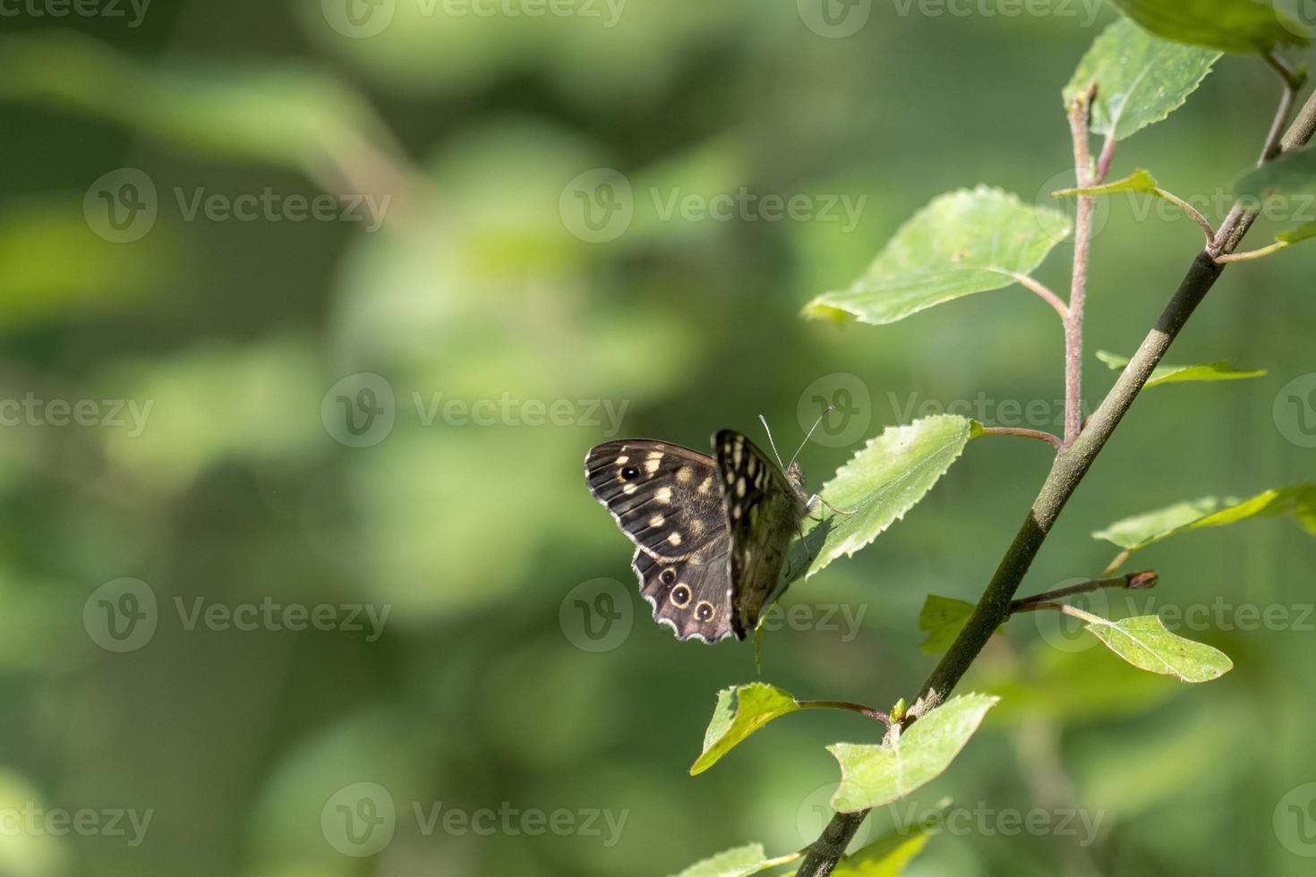 kleine donkere vlinder zit op een verlof voor groene onscherpe achtergrond foto