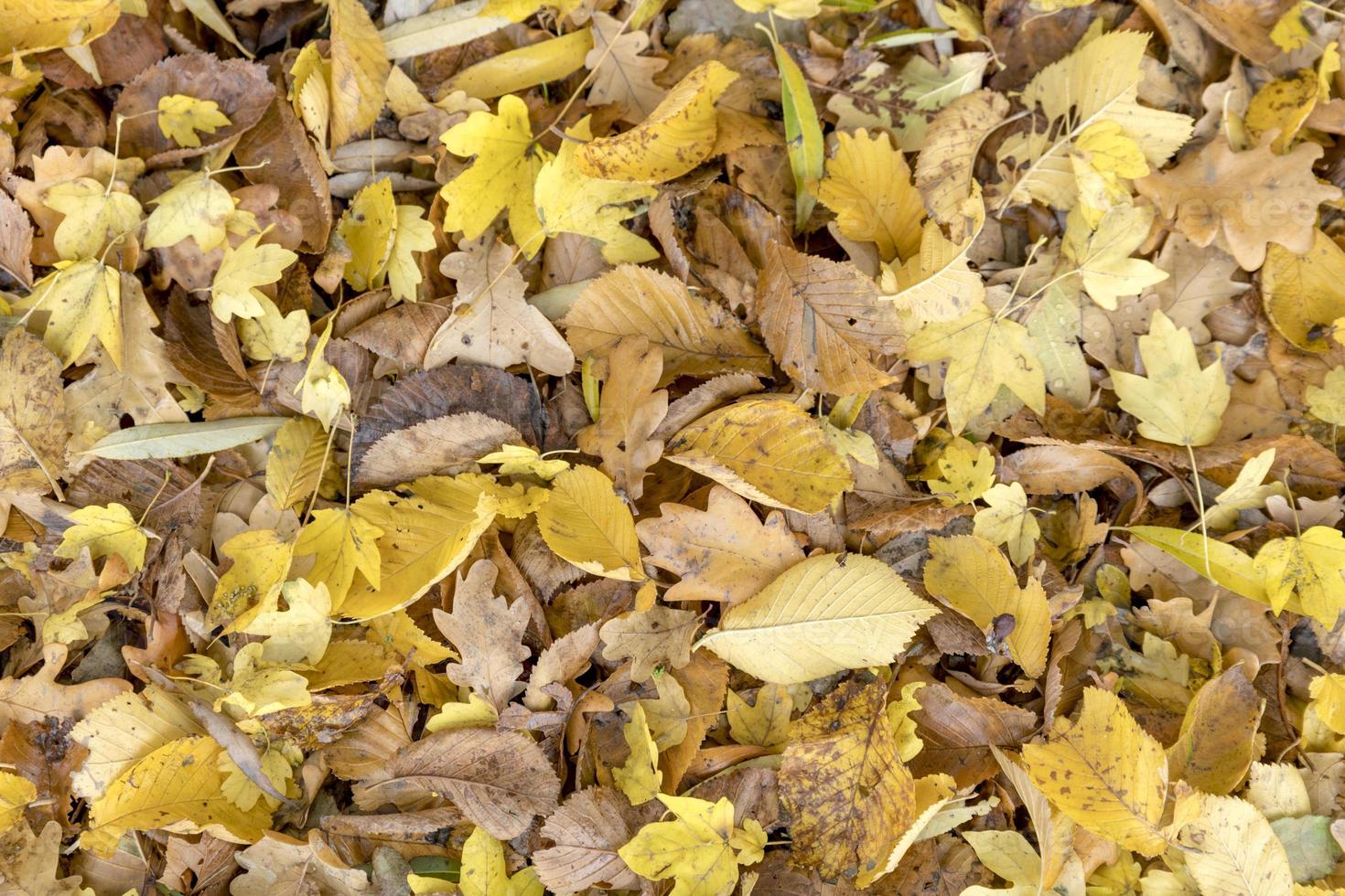 herfst kleurrijke bladeren van esdoorns full frame als achtergrond foto