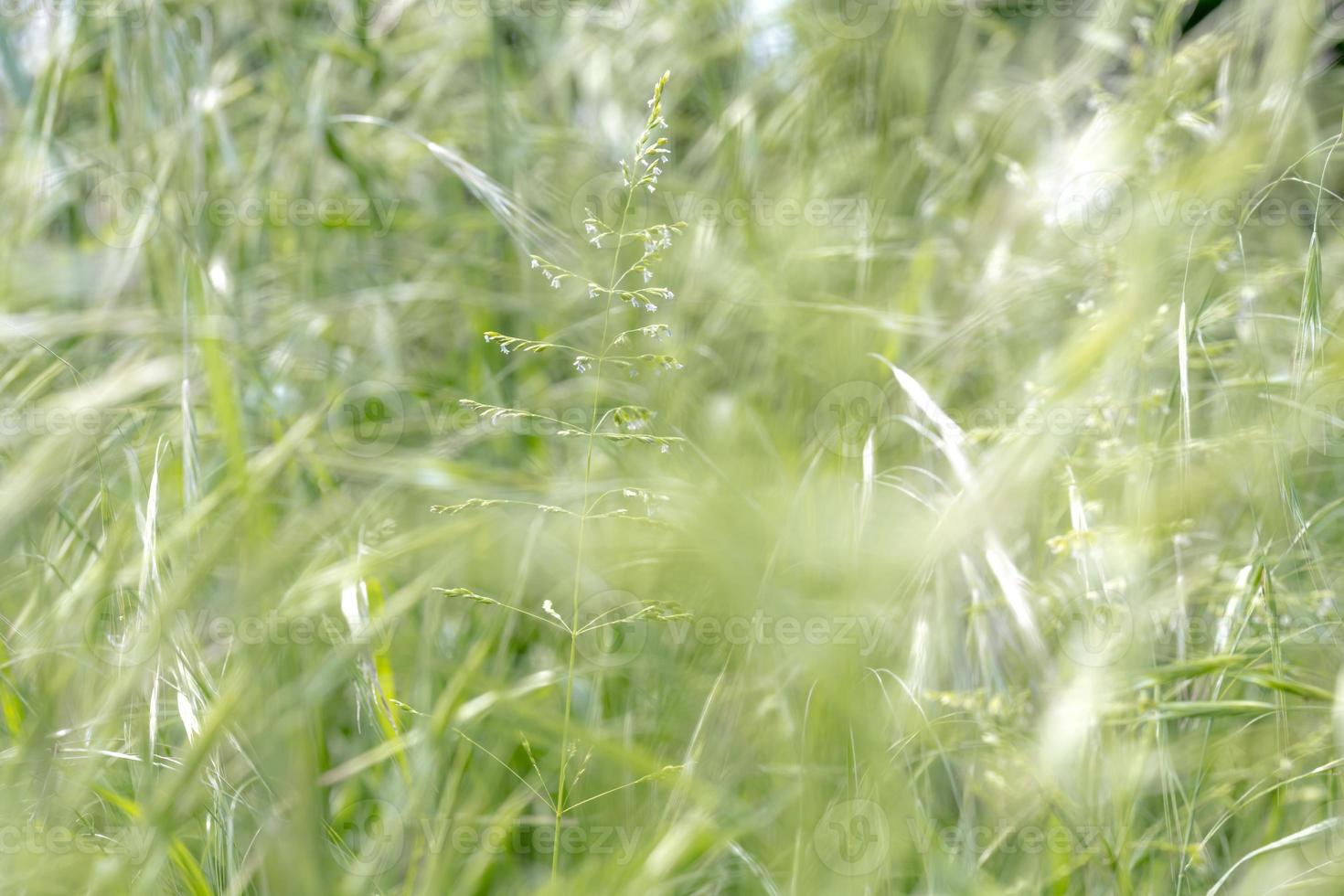 gedroogd riet met selectieve aandacht en wazige gebieden foto