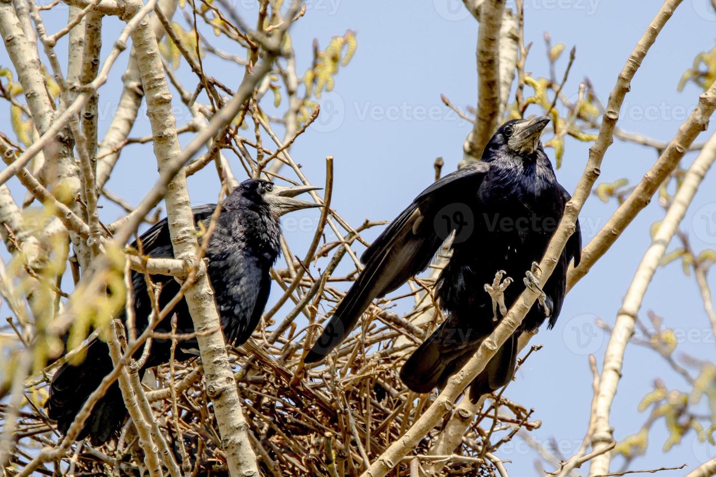 kraaienpaar zit in zijn nest op een boom foto