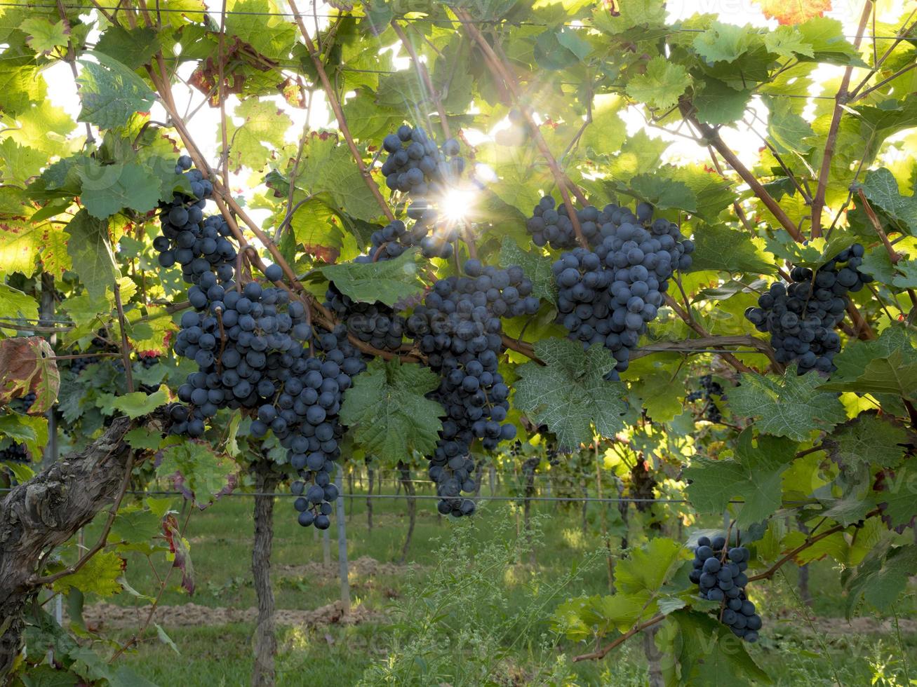 rijpe blauwe druiven hangen in het directe tegenlicht van de zon op de struik foto