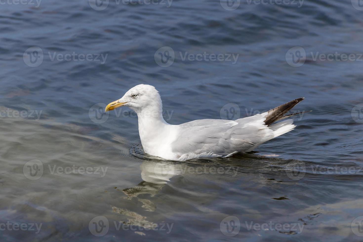 zeemeeuw zwemt in de zee in lichtgolven foto