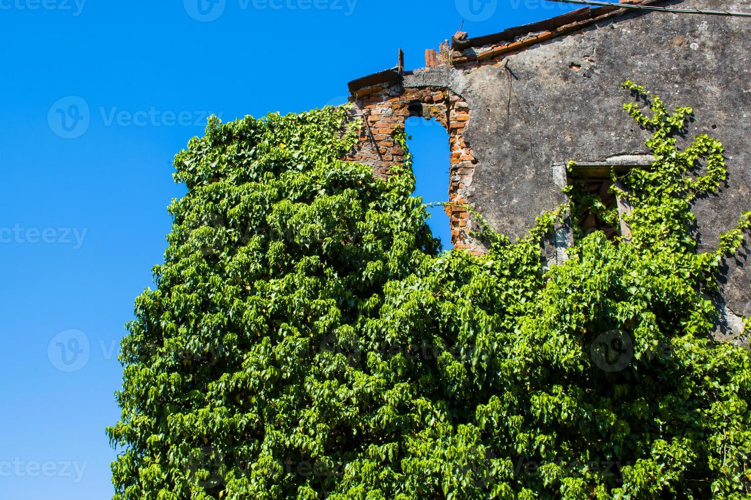 klimop op de muur en de blauwe lucht foto