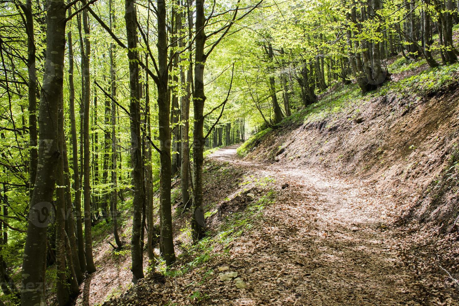 pad in het bos foto