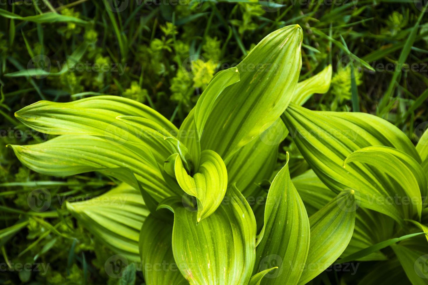 nieskruid in het veld foto