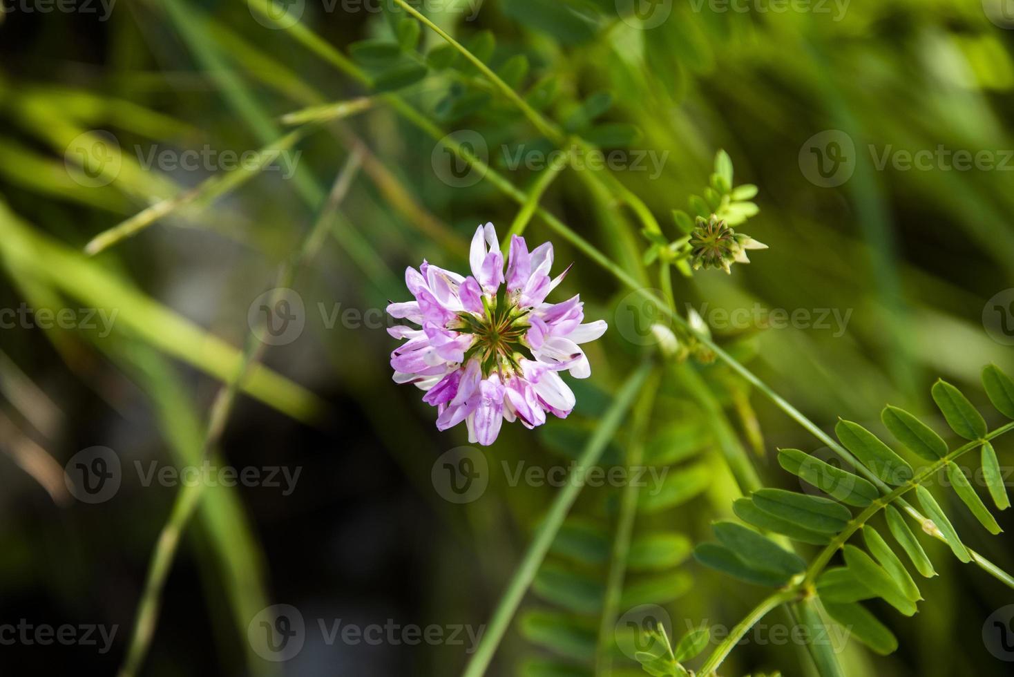 coronilla varia in de zomer foto